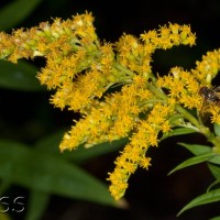 Canadian Goldenrod